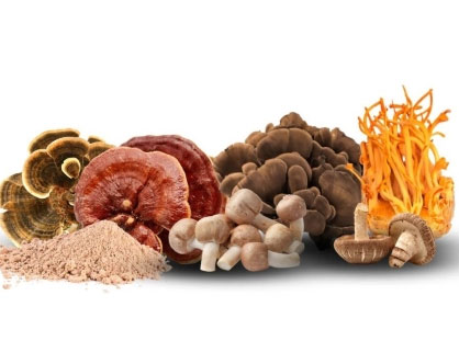 Mushroom Extract